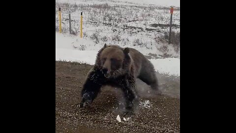 Grizzly Bear With Cubs Charges Truck on Rural Road