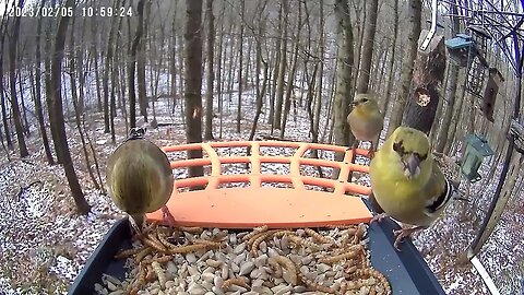 BirdKiss AI Smart Bird Feeder Video Example - American Goldfinch