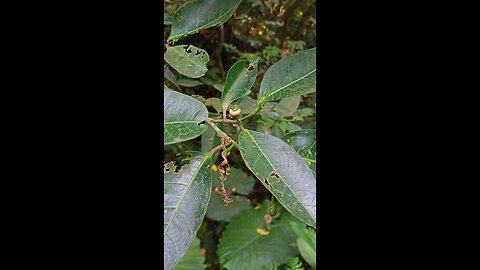 Bugs are enjoying natural free all-you-can-eat