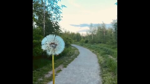 Dandelion in Autumn Slo Mo Video shot on Iphone 13 Pro! Please Like and Subscribe :)