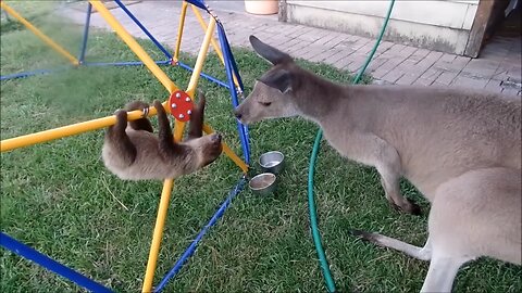 baby sloth 🦥 being sloth/funny 🤣😂