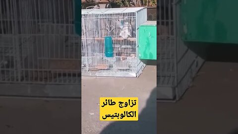 تزاوج طيور الكالوبسيت عين حمراء كيوت روعة