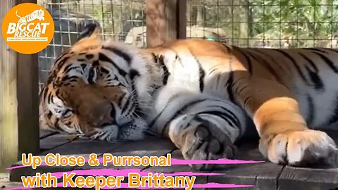 Big Cat Rescue LIVE Q&A with Brittany at Big Cat Rescue 01 29 2023