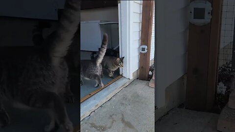 Floki Beggin' To Come Inside