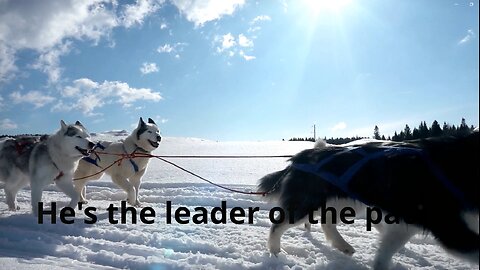 Snow Dogs: Fun in the Snow!