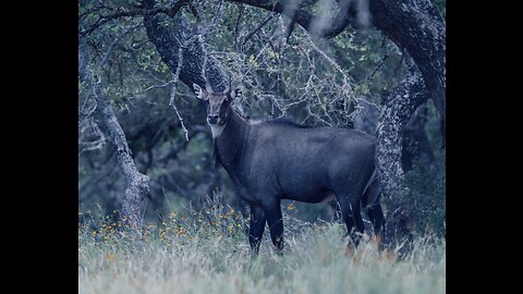 5 Fun Facts About The Nilgai