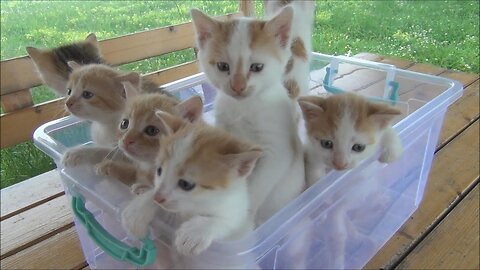 Kittens meowing (too much cuteness) - All talking at the same time!