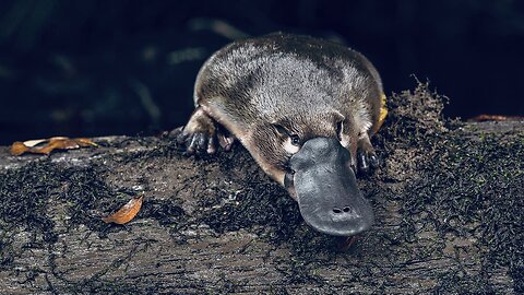 5 Fun Facts About The Platypus