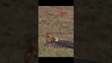 Male Lion Hunts and Kills Hippo