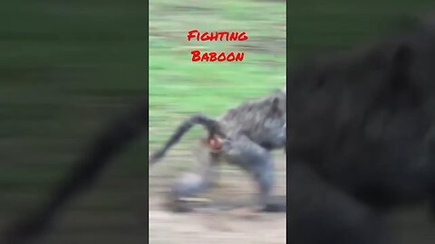 #short #Baboons