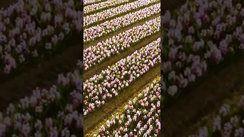 😮 Ever Been There❓🤔 Incredible Landscapes in Keukenhof Gardens, Netherlands 📍 Video Link Below