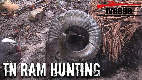 Hunting Trophy Rams in East Tennessee