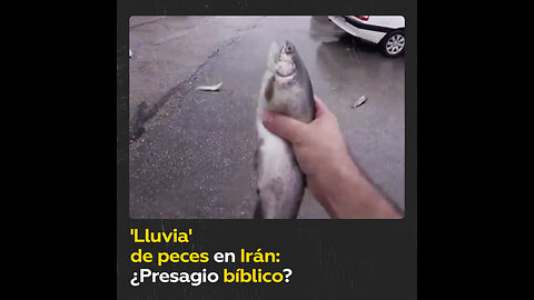 ‘Lluvia’ de peces en una ciudad iraní: ¿A qué se debe?