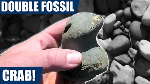 Patreon bonus video: my first ever double fossil crab! Fossil hunting in New Zealand