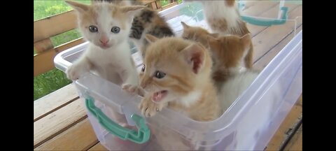 Kittens meowing (too much cuteness) - All talking at the same time!