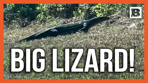 Big Lizard! Giant Monitor Lizard Reported in West Florida Town