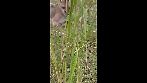 Scooty the Wallaby Wrelaxing