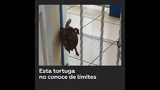 Ni con una malla: tortuga testaruda ‘escapa’ de casa