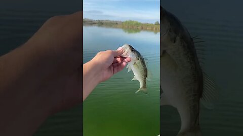 Florida Largemouth Bass