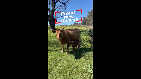 Cow showing is her new baby