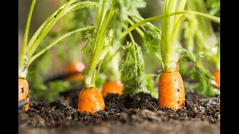 CARROT🥕 GROWING PROCESS