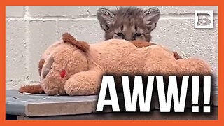 Aww!! Adorable Mountain Lion Cub Snuggles Up to Stuffed Animal