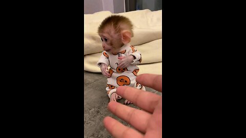 cute monkey baby