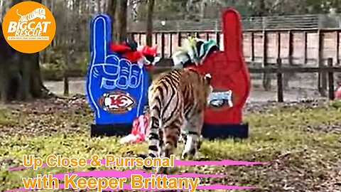 Grab your foam fingers and pom poms and cheer Dutchess Tiger on as she predicts the 2023 “Big Game”