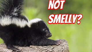 The Cutest Baby Skunks!