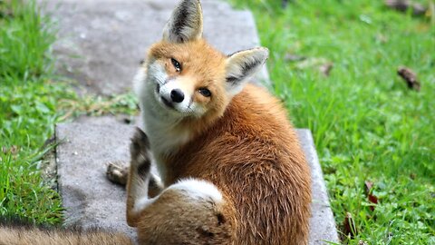 Sneezing Fox in the Garden