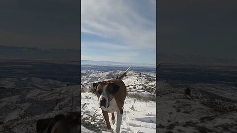 #dog #mountains #run #boise #idaho #fun