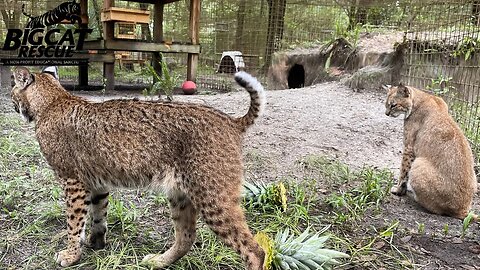 FUNdraiser FURiday with operations manager, Afton and Emma at Big Cat Rescue! 02 10 2023 ~ Part 2