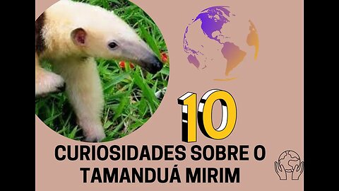 Dez Curiosidades sobre o Tamanduá Mirim