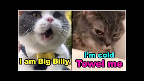 Cats talking !! these cats can speak english better than human