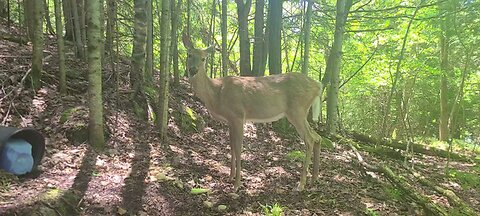 Pregnant deer comes alone