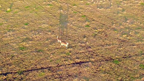 Oh Deer and some Cows