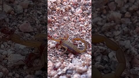 Death Grip in The left Claw!? #shorts #scorpion #redants #fighttothedeath #bajacalifornia