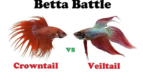 Betta Battle