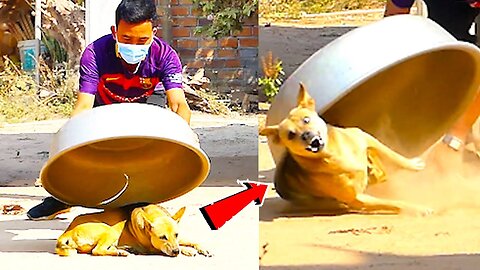 Troll Prank Dog Funny & fake Lion and Fake Tiger Prank To dog & Huge Box Prank to dog