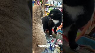 2 cats have a conversation