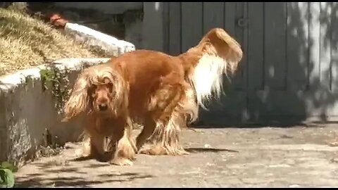 cachorro, beautifuldog, cutedog, viraldog, कुत्ता