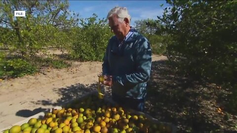 Hurricane Ian's impact on Florida's agriculture