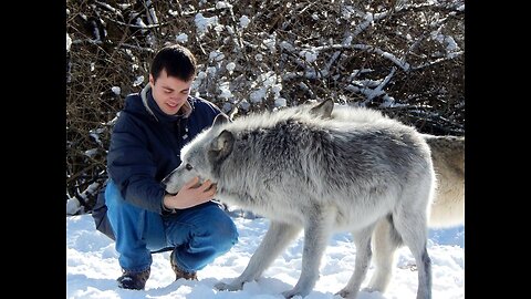 Living with wolves is normal in RUSSIA