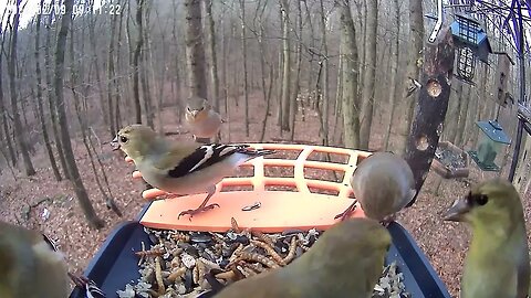 BirdKiss AI Smart Bird Feeder HD Video Example - American Goldfinches