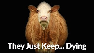 Cattle THEY JUST KEEP DYING | Is there a pattern?