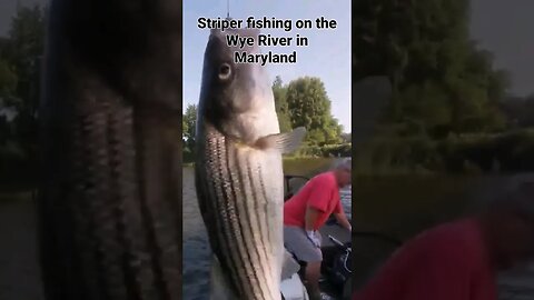 Striper Fishing on The Wye River #striperfishing #stripedbassfishing #rockfish