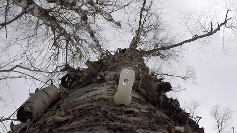 Collecting Birch Sap