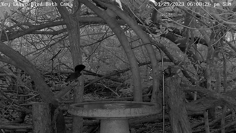 Key Largo - Catbirds in IR