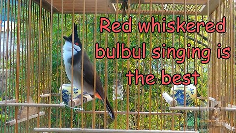 Red whiskered bulbul singing is the best