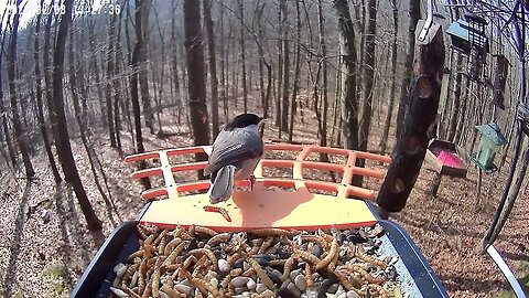 BirdKiss AI Smart Bird Feeder HD Video Example - Chickadee